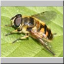 Myathropa florea - Totenkopfschwebfliege m07.jpg
